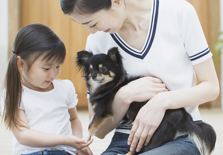 Model positive behaviour with  pet dog